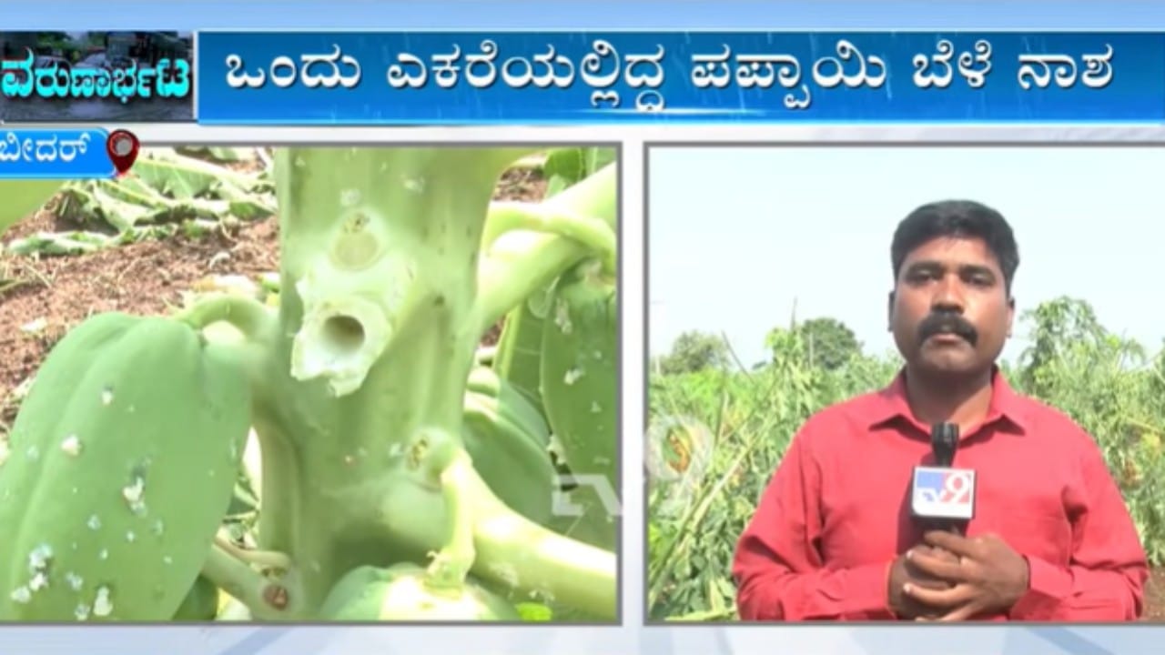 ಬೀದರ್ನಲ್ಲಿ ಬಿರುಗಾಳಿ ಸಹಿತ ಮಳೆ ಆರ್ಭಟ: ಬರೋಬ್ಬರಿ ಒಂದು ಎಕರೆಯಲ್ಲಿದ್ದ ಪಪ್ಪಾಯಿ ಬೆಳೆ ಸಂಪೂರ್ಣ ನಾಶ ಬೀದರ್ನಲ್ಲಿ ಬಿರುಗಾಳಿ ಸಹಿತ ಮಳೆ ಆರ್ಭಟ: ಬರೋಬ್ಬರಿ ಒಂದು ಎಕರೆಯಲ್ಲಿದ್ದ ಪಪ್ಪಾಯಿ ಬೆಳೆ ಸಂಪೂರ್ಣ ನಾಶ