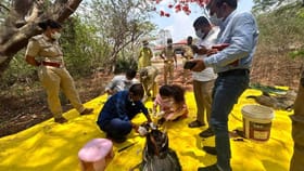 ತುಮಕೂರಿನಲ್ಲಿ ಹಕ್ಕಿ ಜ್ವರದ ಆತಂಕ: ನವಿಲುಗಳ ಸಾವಿಗೆ 'H5N1' ಸೋಂಕು ಕಾರಣ!