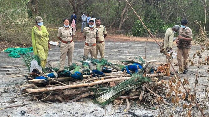 ತುಮಕೂರಿನಲ್ಲಿ ಹೆಚ್ಚಿದ ಹಕ್ಕಿ ಜ್ವರದ ಭೀತಿ:50ಕ್ಕೂ ಹೆಚ್ಚು ನವಿಲುಗಳ ಸಾವು!