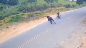 ಏಕಾಏಕಿ ರಸ್ತೆಗೆ ಅಡ್ಡಲಾಗಿ ಬಂದ ದನಕ್ಕೆ ಬೈಕ್​ ಡಿಕ್ಕಿ