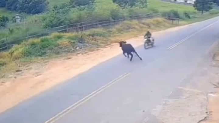 Video: ಏಕಾಏಕಿ ರಸ್ತೆಗೆ ಅಡ್ಡಲಾಗಿ ಬಂದ ದನಕ್ಕೆ ಬೈಕ್ ಡಿಕ್ಕಿ; ಭೀಕರ ದೃಶ್ಯ ಸಿಸಿಟಿವಿಯಲ್ಲಿ ಸೆರೆ! Video: ಏಕಾಏಕಿ ರಸ್ತೆಗೆ ಅಡ್ಡಲಾಗಿ ಬಂದ ದನಕ್ಕೆ ಬೈಕ್ ಡಿಕ್ಕಿ; ಭೀಕರ ದೃಶ್ಯ ಸಿಸಿಟಿವಿಯಲ್ಲಿ ಸೆರೆ!
