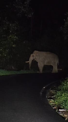 ಚಾರ್ಮಾಡಿ ಘಾಟಿಯ ರಸ್ತೆ ಮಧ್ಯೆ ಒಂಟಿ ಸಲಗ ಸಂಚಾರ