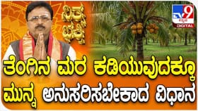 ತೆಂಗಿನ ಮರ ಕಡಿಯುವುದಕ್ಕೂ ಮುನ್ನ ಅನುಸರಿಸಬೇಕಾದ ವಿಧಾನ ಇಲ್ಲಿದೆ