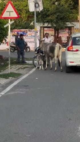 ತಾಯಿ ಪ್ರೀತಿಗೆ ಸಾಟಿ ಇಲ್ಲ, ತನ್ನ ಕರುವಿನ ರಕ್ಷಣೆಗೆ ನಿಂತ ಗೋಮಾತೆ