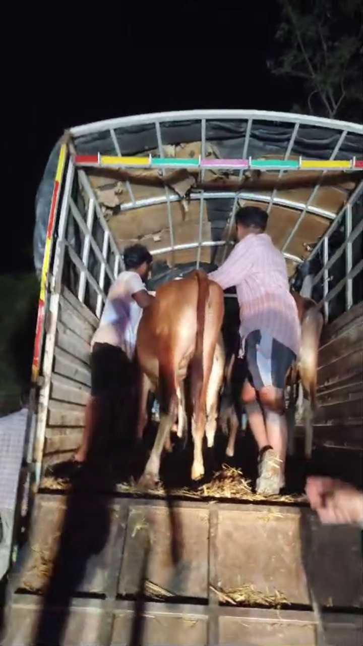 ಅಕ್ರಮವಾಗಿ ಕಸಾಯಿಖಾನೆಗೆ ಸಾಗಿಸುತ್ತಿದ್ದ 7 ಗೋವುಗಳ ರಕ್ಷಣೆ!
