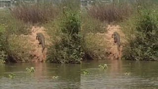 ತುಂಗಭದ್ರ ನದಿಯಲ್ಲಿ ಕಾಣಿಸಿಕೊಳ್ತು ಬೃಹದಾಕಾರದ ಮೊಸಳೆ!