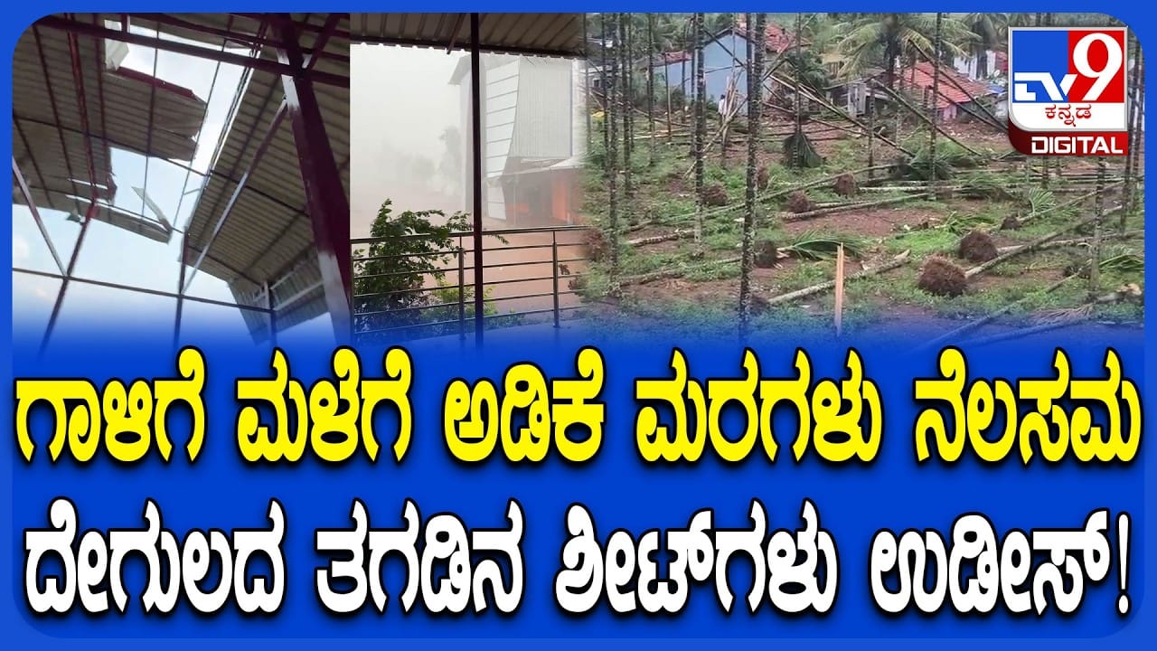 ವರುಣನ ಅಬ್ಬರಕ್ಕೆ ದಾವಣಗೆರೆಯಲ್ಲಿ ಅಲ್ಲೋಲ ಕಲ್ಲೋಲ: ಅಡಿಕೆ ತೋಟ ಸರ್ವನಾಶ