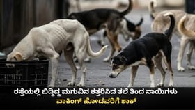 ರಸ್ತೆ ಬದಿ ಬಿದ್ದಿದ್ದ ಮಗುವಿನ ತಲೆ ತಿಂದ ನಾಯಿಗಳು!