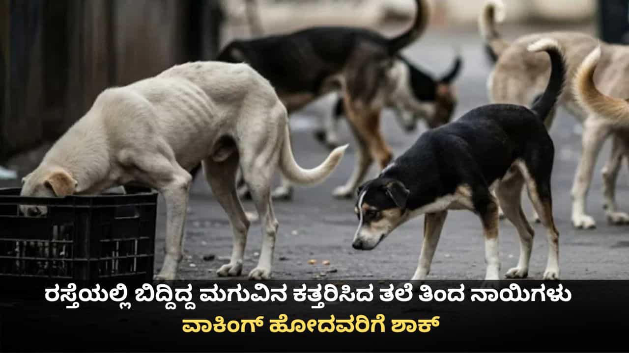 ರಸ್ತೆಯಲ್ಲಿ ಬಿದ್ದಿದ್ದ ಮಗುವಿನ ಕತ್ತರಿಸಿದ ತಲೆ ತಿಂದ ನಾಯಿಗಳು; ವಾಕಿಂಗ್ ಹೋದವರಿಗೆ ಶಾಕ್