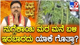 ನುಗ್ಗೆಕಾಯಿ ಮರ ಮನೆ ಬಳಿ ಇರಬಾರದು ಯಾಕೆ ಗೊತ್ತಾ?