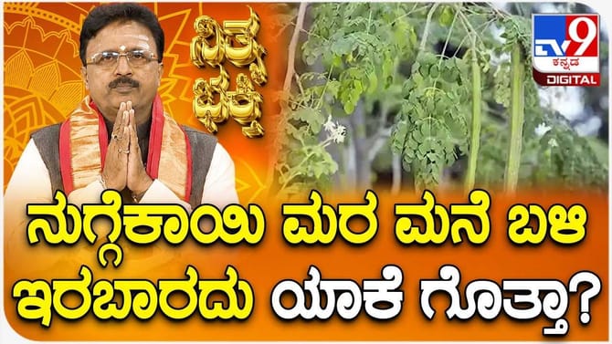 ನುಗ್ಗೆಕಾಯಿ ಮರ ಮನೆ ಬಳಿ ಇರಬಾರದು ಯಾಕೆ ಗೊತ್ತಾ?