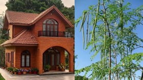 ಮನೆ ಸಮೀಪ ನುಗ್ಗೆ ಮರ ಯಾಕೆ ಇರಬಾರದು? ವಾಸ್ತು ತಜ್ಞರ ಸಲಹೆ ಇಲ್ಲಿದೆ