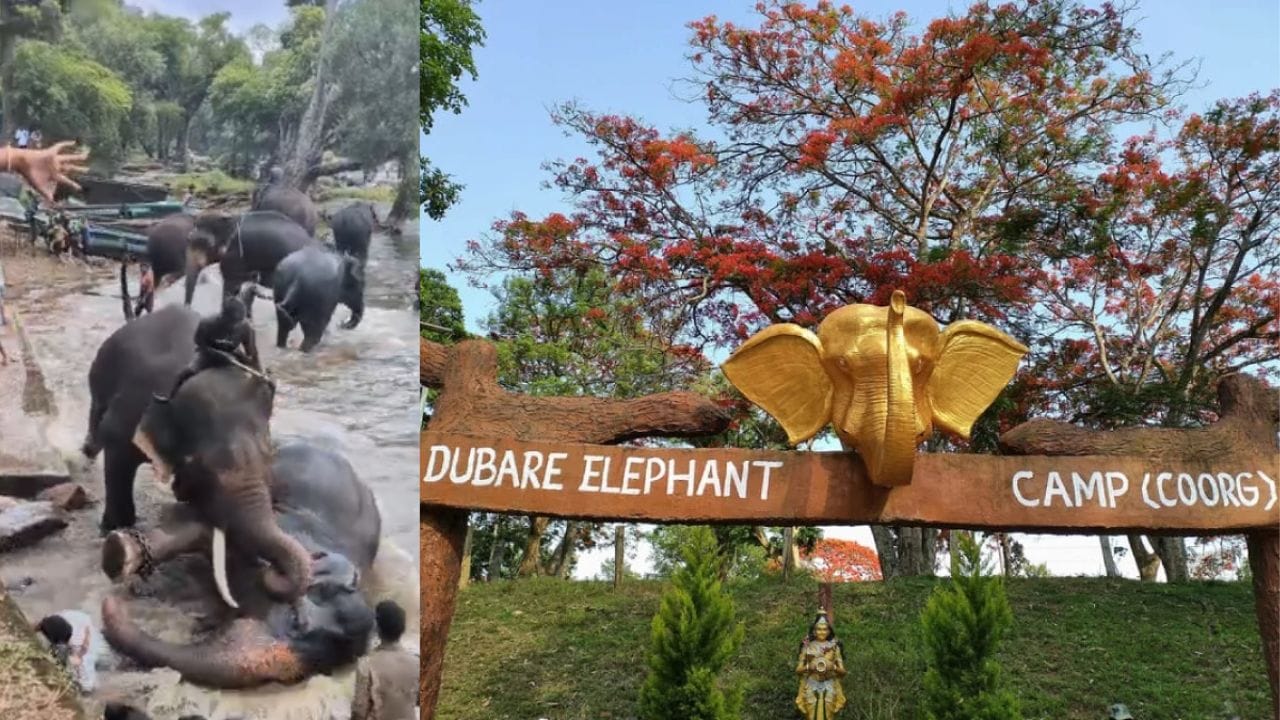 Elephants fighting at Dubare camp, tourist caught in between, tragic death