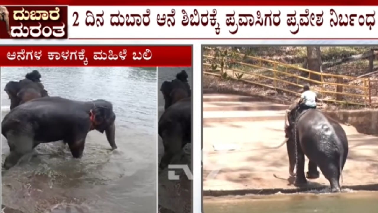 ದುಬಾರೆ ಆನೆ ಶಿಬಿರ 2 ದಿನ ಬಂದ್: ಪ್ರವಾಸಿಗರ ಪ್ರವೇಶಕ್ಕೆ ನಿರ್ಬಂಧ ದುಬಾರೆ ಆನೆ ಶಿಬಿರ 2 ದಿನ ಬಂದ್: ಪ್ರವಾಸಿಗರ ಪ್ರವೇಶಕ್ಕೆ ನಿರ್ಬಂಧ