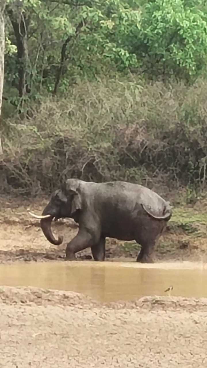ಬಿಸಿಲ ಬೇಗೆಗೆ ಆನೆಯ ಜಲಕ್ರೀಡೆ ನೋಡಿ!