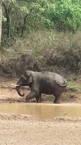 ಬಿಸಿಲ ಬೇಗೆಗೆ ಆನೆಯ ಜಲಕ್ರೀಡೆ ನೋಡಿ!