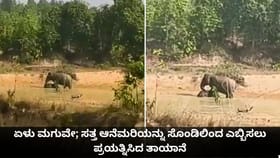 ಏಳು ಮಗುವೇ; ಸತ್ತ ಆನೆಮರಿಯನ್ನು ಸೊಂಡಿಲಿಂದ ಎಬ್ಬಿಸಲು ಪ್ರಯತ್ನಿಸಿದ ತಾಯಾನೆ
