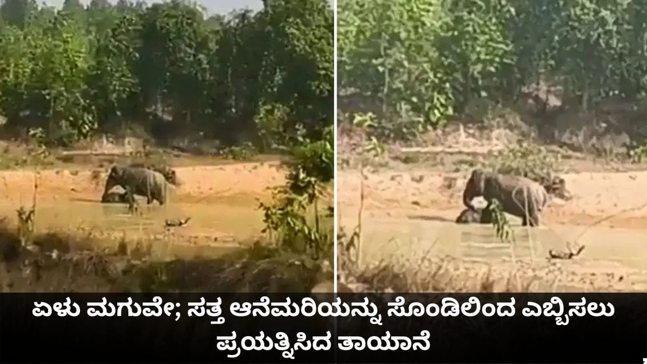 ಏಳು ಮಗುವೇ; ಸತ್ತ ಆನೆಮರಿಯನ್ನು ಸೊಂಡಿಲಿಂದ ಎಬ್ಬಿಸಲು ಪ್ರಯತ್ನಿಸಿದ ತಾಯಾನೆ ಏಳು ಮಗುವೇ; ಸತ್ತ ಆನೆಮರಿಯನ್ನು ಸೊಂಡಿಲಿಂದ ಎಬ್ಬಿಸಲು ಪ್ರಯತ್ನಿಸಿದ ತಾಯಾನೆ