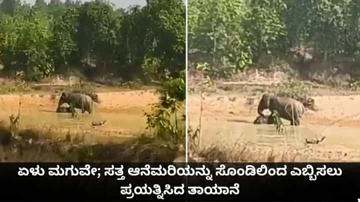 ಏಳು ಮಗುವೇ; ಸತ್ತ ಆನೆಮರಿಯನ್ನು ಸೊಂಡಿಲಿಂದ ಎಬ್ಬಿಸಲು ಪ್ರಯತ್ನಿಸಿದ ತಾಯಾನೆ ಏಳು ಮಗುವೇ; ಸತ್ತ ಆನೆಮರಿಯನ್ನು ಸೊಂಡಿಲಿಂದ ಎಬ್ಬಿಸಲು ಪ್ರಯತ್ನಿಸಿದ ತಾಯಾನೆ