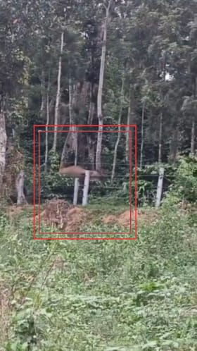 ಕಾಫಿಗಿಡಗಳನ್ನು ಕಿತ್ತೆಸೆದು ಕಾಡಾನೆಗಳ ಪುಂಡಾಟ
