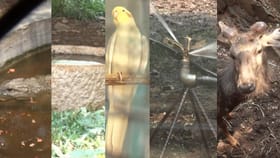 ಬಿಂಕದಕಟ್ಟಿ ಮೃಗಾಲಯದಲ್ಲಿ ಕೂಲ್ ವಾತಾವರಣ: ಪ್ರಾಣಿಗಳಿಗೆ ವಿಶೇಷ ನಿಗಾ