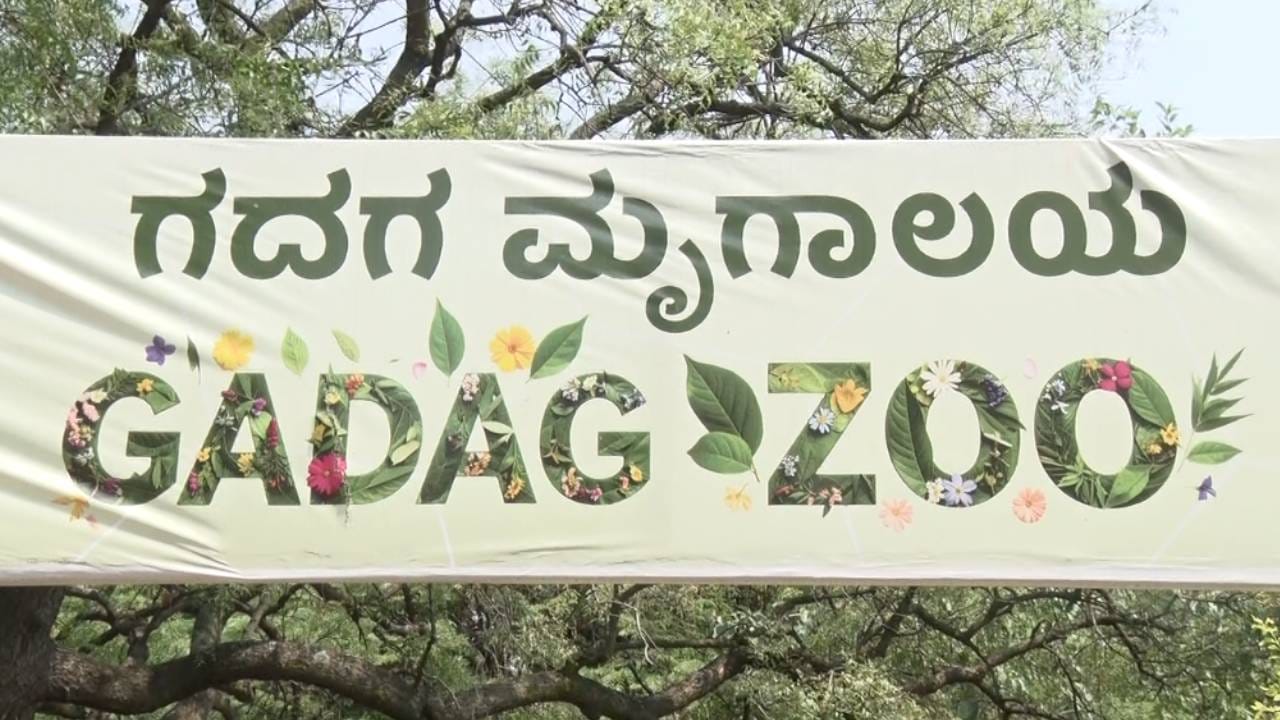 ರಾಜ್ಯದಲ್ಲಿ ಬಿಸಿಲಿನ ತಾಪ ಹೆಚ್ಚಾಗಿದ್ದು, ಮನುಷ್ಯರ ಜೊತೆಗೆ ಪ್ರಾಣಿಗಳು ಸಹ ತತ್ತರಿಸಿವೆ. ಹೀಗಾಗಿ ಮೃಗಾಲಯದ ವನ್ಯಜೀವಿಗಳಿಗೆ ವಿಶೇಷ ಆರೈಕೆ ಮಾಡಲಾಗುತ್ತಿದೆ. ಇತ್ತ ಗದಗನ ಬಿಂಕದಕಟ್ಟಿ ಪ್ರಾಣಿ ಸಂಗ್ರಹಾಲಯದಲ್ಲಿರುವ ಪ್ರಾಣಿಗಳ ರಕ್ಷಣೆಗೆ ಹೆಚ್ಚುವರಿ ಕಾಳಜಿ ವಹಿಸಲಾಗುತ್ತಿದೆ. ಅದಕ್ಕಾಗಿ ವಿಶೇಷ ಮುನ್ನೆಚ್ಚರಿಕೆ ಹಾಗೂ ಆರೈಕೆ ಕ್ರಮಗಳನ್ನು ಕೈಗೊಳ್ಳಲಾಗಿದೆ.
