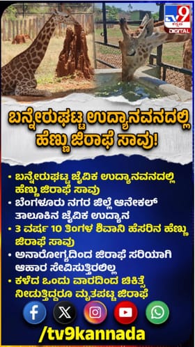 ಬನ್ನೇರುಘಟ್ಟ ಜೈವಿಕ ಉದ್ಯಾನವನದಲ್ಲಿ ಜಿರಾಫೆ ಸಾವು