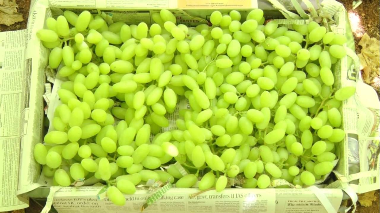 ರಣ ಬಿಸಿಲಿನ ನಡುವೆಯೂ, ವಿಶೇಷವಾಗಿ 'ದಿಲ್ ಖುಷ್' ತಳಿಯ ದ್ರಾಕ್ಷಿಗೆ ಮಾರುಕಟ್ಟೆಯಲ್ಲಿ ಭಾರೀ ಬೇಡಿಕೆ ಬಂದಿದೆ. ಸದ್ಯ ಈ ವಿಶಿಷ್ಟ ತಳಿಯ ದ್ರಾಕ್ಷಿಯು ಮಾರುಕಟ್ಟೆಯಲ್ಲಿ ಹೆಚ್ಚು ಆಕರ್ಷಣೆ ಪಡೆದುಕೊಂಡಿದೆ.
