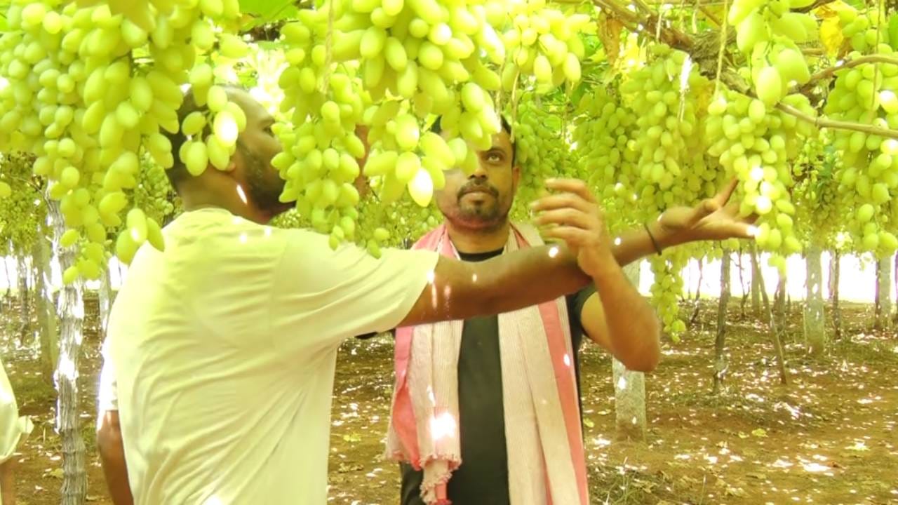 ದ್ರಾಕ್ಷಿ ಬೆಳೆಗಾರರಿಗೆ ಈ ವರ್ಷ ಉತ್ತಮ ಬೆಲೆ ಸಿಗುತ್ತಿದೆ. ವರ್ತಕರು ಸ್ವತಃ ತೋಟಗಳಿಗೆ ಬಂದು, ರೈತರಿಗೆ ಪ್ರತಿ ಕೆ.ಜಿ ದ್ರಾಕ್ಷಿಗೆ 50 ರೂಪಾಯಿಯಂತೆ ನೀಡಿ ನೇರವಾಗಿ ಖರೀದಿಸುತ್ತಿದ್ದಾರೆ.
