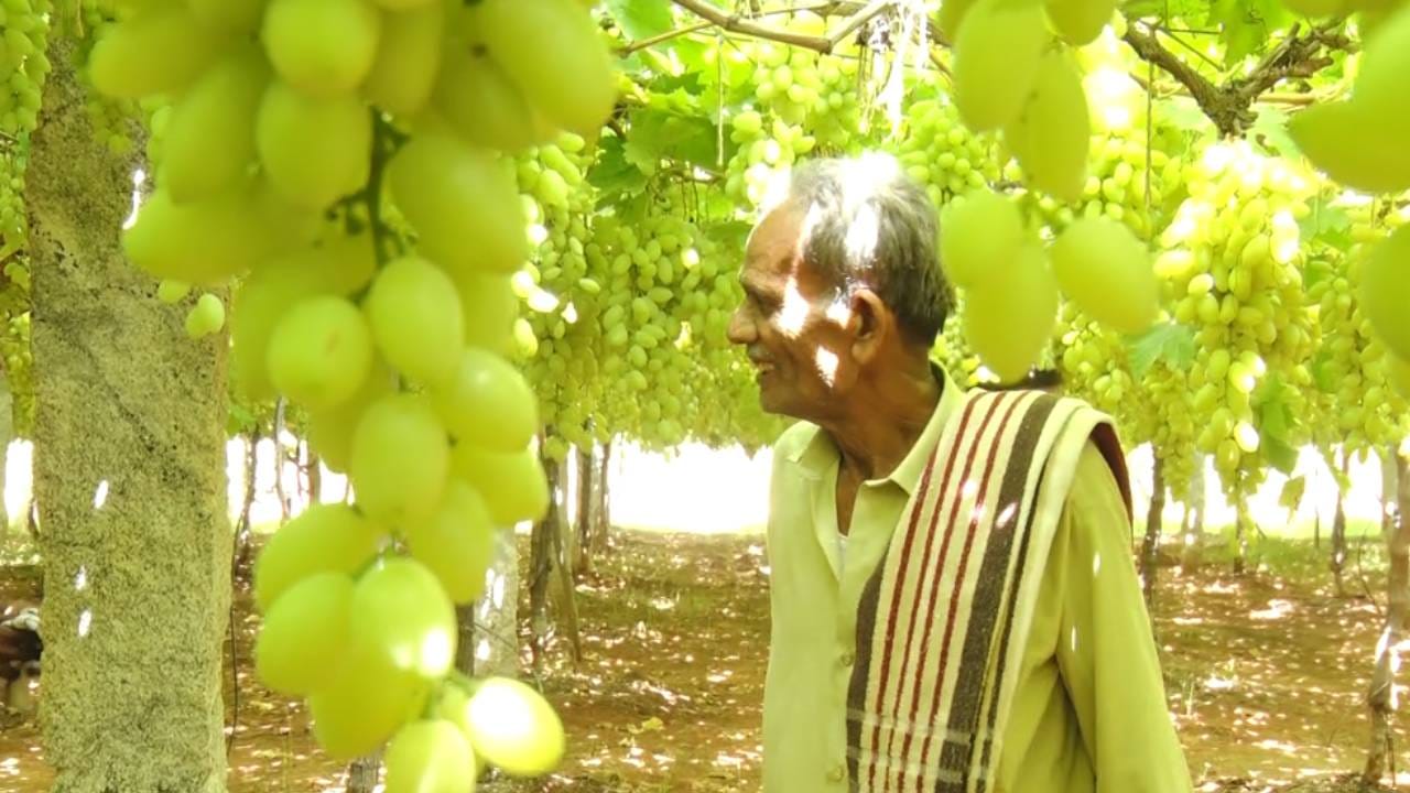 ಚಿಕ್ಕಬಳ್ಳಾಪುರದ ಈ ದ್ರಾಕ್ಷಿಗೆ ಬಾಂಗ್ಲಾದೇಶ ಸೇರಿದಂತೆ ನೆರೆಯ ದೇಶಗಳಲ್ಲಿ ಭಾರೀ ಬೇಡಿಕೆ ಇದೆ. ಹೀಗಾಗಿ ವ್ಯಾಪಾರಿಗಳು ರೈತರನ್ನು ಹುಡುಕಿಕೊಂಡು ಬಂದು ಮುಂಗಡ ಹಣ ನೀಡಿ ತೋಟದಲ್ಲೇ ದ್ರಾಕ್ಷಿಯನ್ನು ಖರೀದಿಸುತ್ತಿದ್ದಾರೆ.
