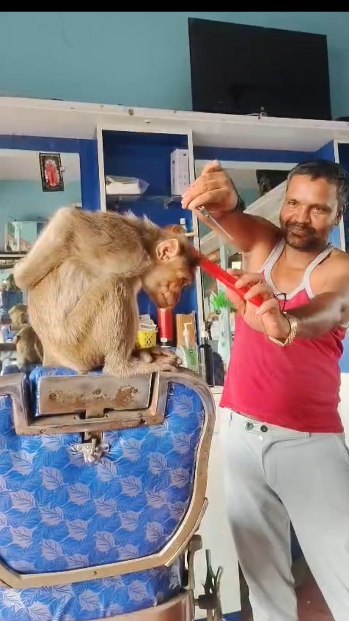 ‘ನನ್ನೂ ವಸಿ ಚಂದ ಮಾಡಣ್ಣ’! ಮಂಗನ ಹೇರ್ ಸ್ಟೈಲ್ ವಿಡಿಯೋ ವೈರಲ್