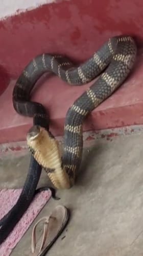 ಮೂಡಿಗೆರೆ: ಮನೆ ಬಾಗಿಲಲ್ಲೇ ಹೆಡೆ ಎತ್ತಿ ಪೋಸ್ ಕೊಟ್ಟ ಕಾಳಿಂಗ ಸರ್ಪ