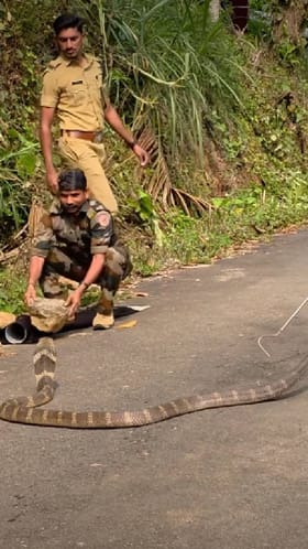 ದೈತ್ಯ ಸರ್ಪದ ರಕ್ಷಣೆಯ ಮೈ ಜುಂ ಎನಿಸುವ ವಿಡಿಯೋ ವೈರಲ್