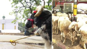 ಬಕ್ರೀದ್ ಹಬ್ಬ: ಮಾರುಕಟ್ಟೆಯಲ್ಲಿ ಅಮೀನಗಡ ಟಗರುಗಳದ್ದೇ ಹವಾ!
