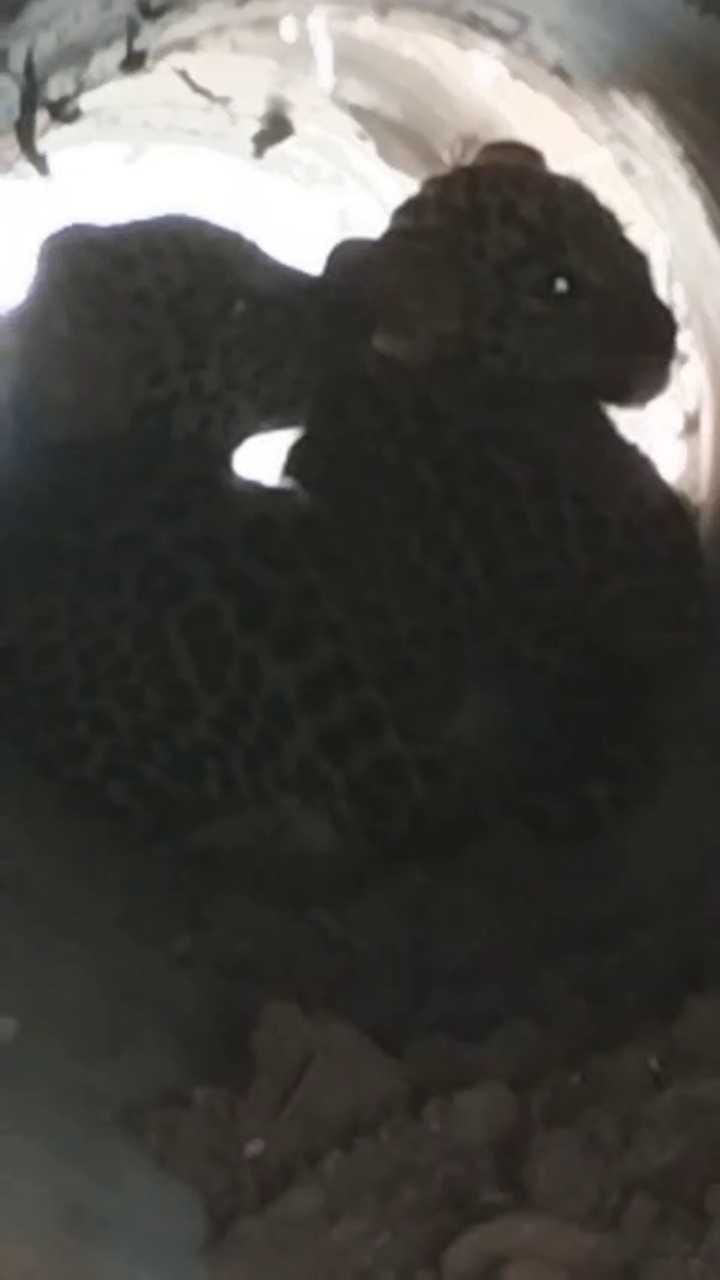 ರೈತನ ಜಮೀನಿನಲ್ಲಿ ಅಡಗಿ ಕುಳಿತಿದ್ದ ಚಿರತೆ ಮರಿಗಳು!