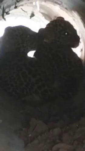 ರೈತನ ಜಮೀನಿನಲ್ಲಿ ಅಡಗಿ ಕುಳಿತಿದ್ದ ಚಿರತೆ ಮರಿಗಳು!