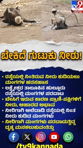 ಭೀಕರ ಬಿಸಿಲಿಗೆ ಪ್ರಾಣಿಗಳು ವಿಲವಿಲ: ನೀರಿಗಾಗಿ ಮಂಗಗಳ ಪರದಾಟ