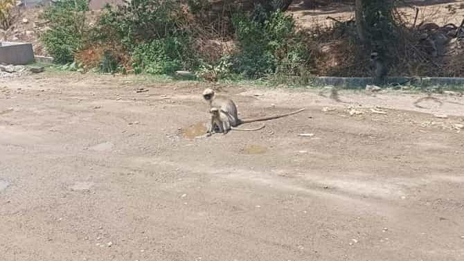 ನೀರಿಗಾಗಿ ಮಂಗಗಳ ಪರದಾಟ, ಮನಕಲಕುವ ದೃಶ್ಯ ಇಲ್ಲಿದೆ ನೋಡಿ!
