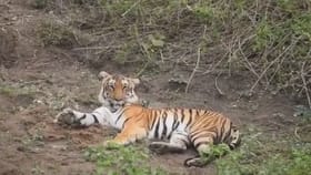 ಪ್ರವಾಸಿಗರ ಕ್ಯಾಮೆರಾಗೆ ಬಿಂದಾಸ್ ಪೋಸ್ ನೀಡಿದ ಜೋಡಿ ಹುಲಿಗಳು!