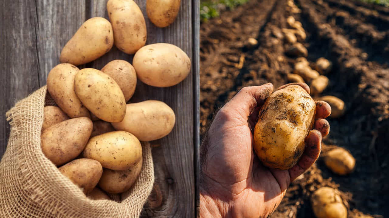 International Potato Day 2026: ಅಂತರರಾಷ್ಟ್ರೀಯ ಆಲೂಗಡ್ಡೆ ದಿನ; ಆರೋಗ್ಯದ ರಹಸ್ಯ ಮತ್ತು ಆಯುರ್ವೇದದ ಮಹಿಮೆ! International Potato Day 2026: ಅಂತರರಾಷ್ಟ್ರೀಯ ಆಲೂಗಡ್ಡೆ ದಿನ; ಆರೋಗ್ಯದ ರಹಸ್ಯ ಮತ್ತು ಆಯುರ್ವೇದದ ಮಹಿಮೆ!