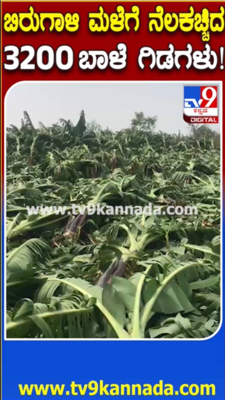 ಬಿರುಗಾಳಿ ಮಳೆಗೆ ನೆಲಕಚ್ಚಿದ ಬಾಳೆ