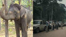 ತೆರೆದ ಜೀಪ್ ಸಫಾರಿಗೆ ಬ್ರೇಕ್; ಪನ್ಸೋಲಿ ಆನೆ ಬಿಡಾರಕ್ಕೆ ಪ್ರವೇಶ ನಿರ್ಬಂಧ