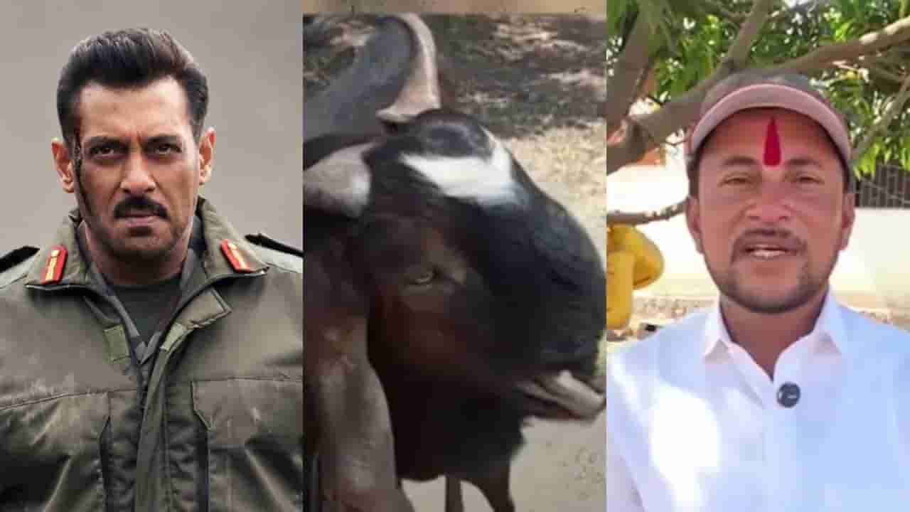 ಅಪರೂಪದ ಮೇಕೆಯನ್ನು ಸಲ್ಮಾನ್ ಖಾನ್ಗೆ ಮಾರುವಾಸೆ, ಬೆಲೆ ಎಷ್ಟು ಲಕ್ಷ ಗೊತ್ತೆ?