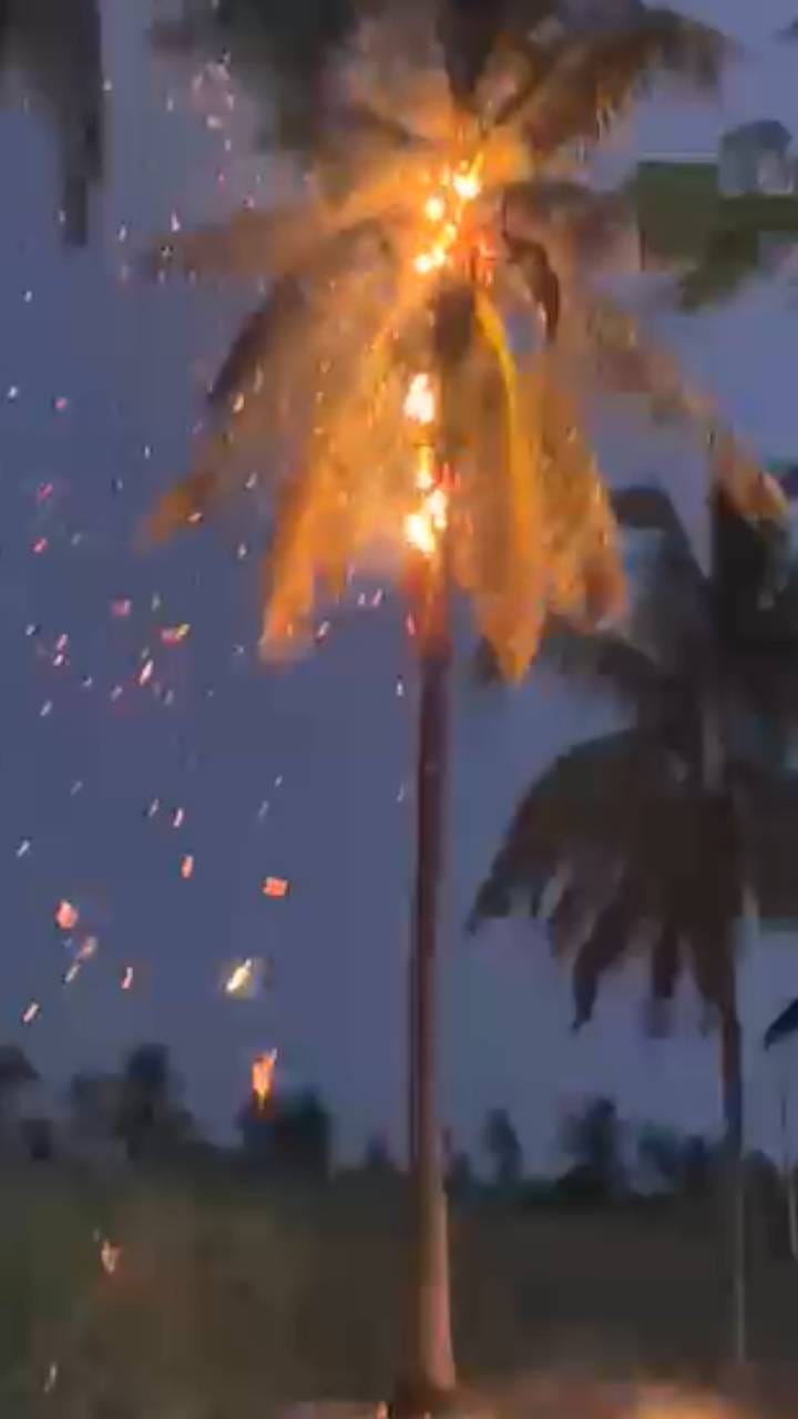ಸಿಡಿಲು ಬಡಿದು ಹೊತ್ತಿಯುರಿದ ತೆಂಗಿನಮರ