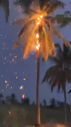 ಸಿಡಿಲು ಬಡಿದು ಹೊತ್ತಿಯುರಿದ ತೆಂಗಿನಮರ