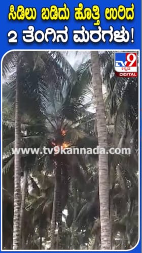ಹಾಸನದಲ್ಲಿ ಮಳೆ: ಸಿಡಿಲಿಗೆ ಹೊತ್ತಿಯುರಿದ ತೆಂಗಿನಮರಗಳು