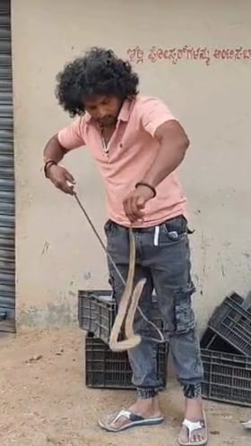 ಹಣ್ಣಿನ ಬಾಕ್ಸ್​ಗೆ ಕೈಹಾಕಿದಾಗ ಸಿಕ್ಕಿದ್ದು ಭಾರೀ ನಾಗರಹಾವು!