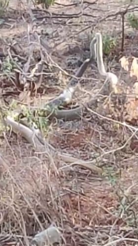 ಕೋಲಾರ: ಭಾರಿ ಗಾತ್ರದ ಹಾವುಗಳ ಸರಸ‌, ವಿಡಿಯೋ ವೈರಲ್
