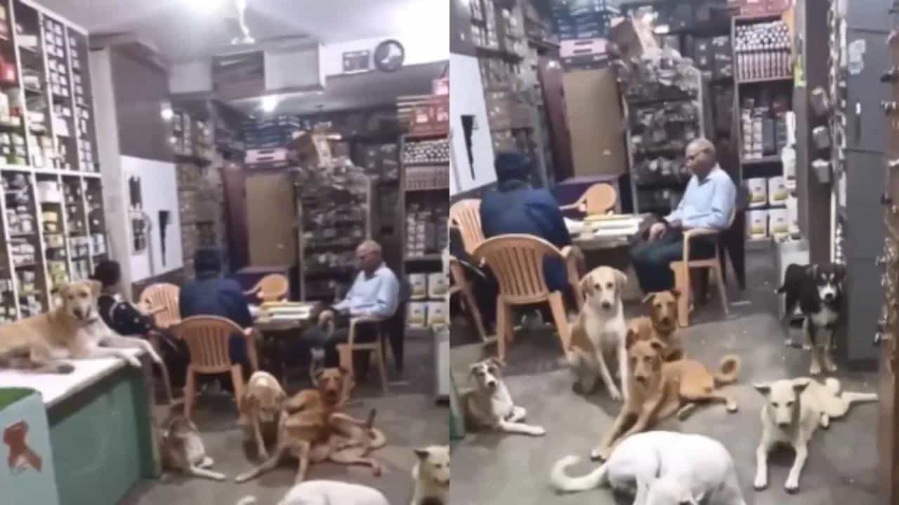 Viral Video: ಮಾನವೀಯತೆ ಅಂದ್ರೆ ಇದು: ಸುಡುವ ಬಿಸಿಲಿನಿಂದ ರಕ್ಷಿಸಲು ತನ್ನ ಅಂಗಡಿಯೊಳಗೆ ಬೀದಿ ನಾಯಿಗಳಿಗೆ ಆಶ್ರಯ ನೀಡಿದ ವ್ಯಕ್ತಿ