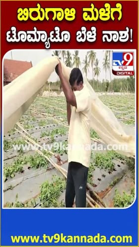 ಗಾಳಿ, ಮಳೆಗೆ ಟೊಮ್ಯಾಟೊ ಹಾಗೂ ಬೀನ್ಸ್ ಬೆಳೆ ನಾಶ!